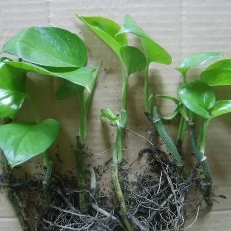 觀賞植物有哪些常見(jiàn)的繁殖方法