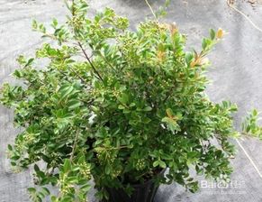 赤楠的養(yǎng)殖方法和注意事項有哪些