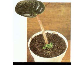 人工營(yíng)養(yǎng)繁殖有哪些方法有哪些