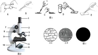 臨時裝片的封片方法有哪些