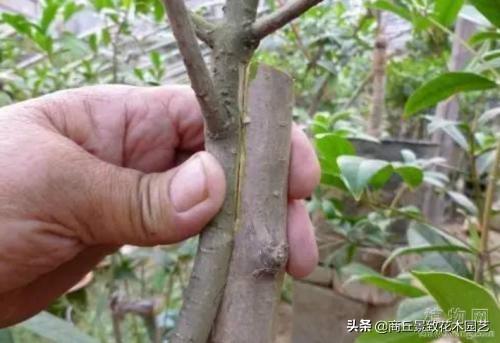 園林植物嫁接的方法有哪些
