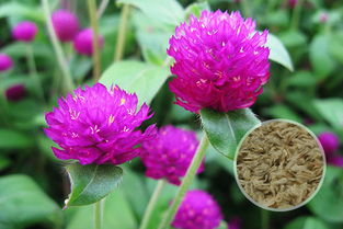 千日紅播種時間和方法有哪些