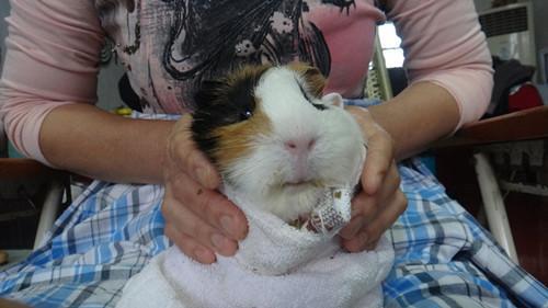 哪些動(dòng)物的治病方法