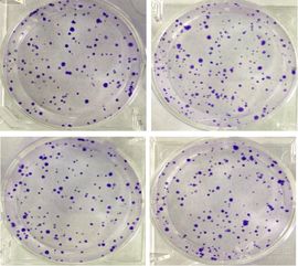 做細(xì)胞實(shí)驗(yàn)的方法有哪些