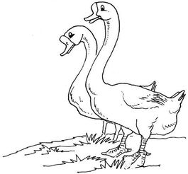 家禽的配種方法有哪些