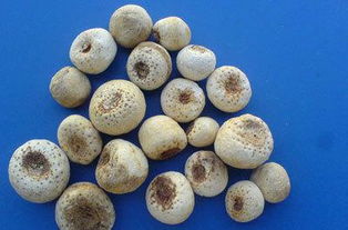 半夏加工方法有哪些