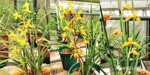 種質資源搜集的方法有哪些