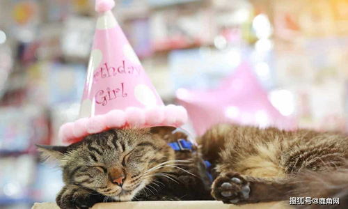 哪些方法知道動物的齡