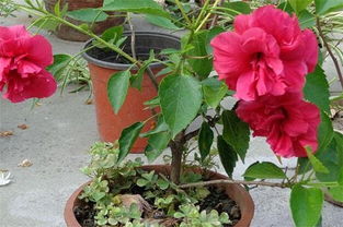 扶?；ǖ酿B(yǎng)殖方法和注意事項(xiàng)有哪些