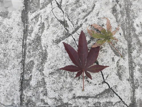 詩句,滿地,落葉