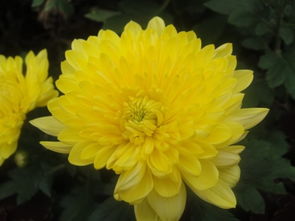 關(guān)于秋天菊花開的詩句