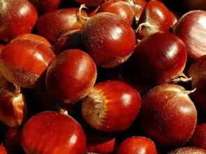 關(guān)于栗子的詩句