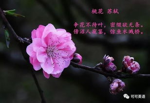 詩(shī)句,蘇軾,桃花,有哪些