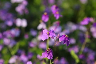 關(guān)于二月蘭的詩(shī)句