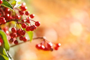 詩句積累關(guān)于風(fēng)的