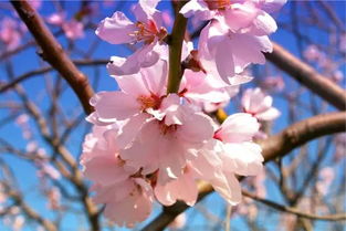 贊美春天杏花的詩(shī)句古詩(shī)