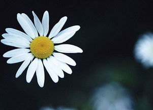 關(guān)于花的優(yōu)美著名詩句