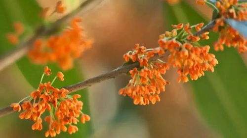 關(guān)于秋天桂花的詩句五言絕句,關(guān)于秋天桂花的詩句李清照,贊美秋天桂花的詩句