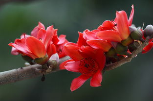 關(guān)于木綿花的詩(shī)句