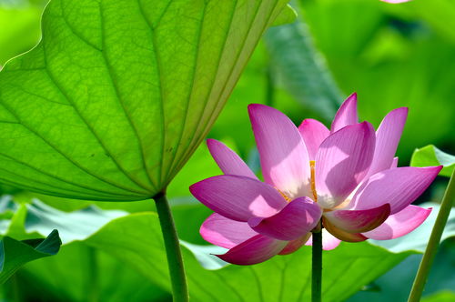 楊萬(wàn)里荷花古詩(shī)句