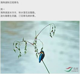 有描寫鳥的古詩句