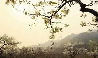 古詩中帶梨花的詩句有哪些,古詩中含有梨花的詩句三年級,古詩中含有梨花的詩句