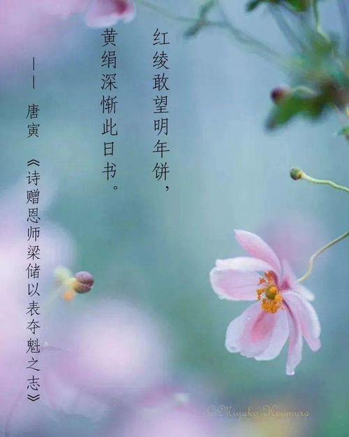 體現(xiàn)老師對學(xué)生的愛的詩句,贊美老師對學(xué)生的愛的詩句,形容老師愛學(xué)生的詩句