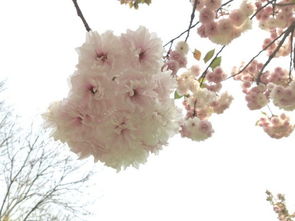 花草春的詩(shī)句古詩(shī)詞