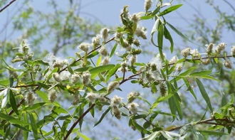 詩經(jīng)中關(guān)于柳絮紛飛的詩句