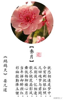 春節(jié)花卉的詩(shī)句古詩(shī)