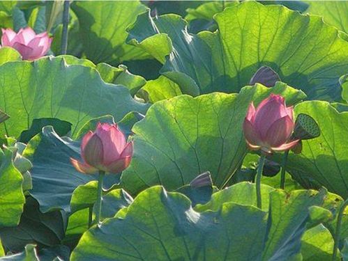 夏天有關(guān)風(fēng)的詩句古詩