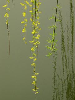 關(guān)于楊柳的詩(shī)句古詩(shī)和作者