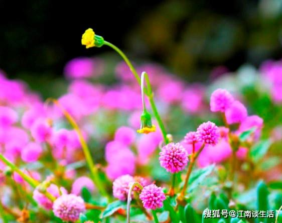 關(guān)于辛苦但收獲的詩句