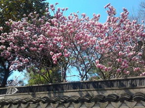 三級(jí)下冊(cè)關(guān)于春雨的詩(shī)句