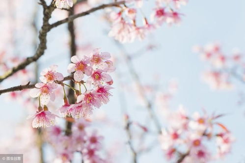 詩句,描寫,色彩