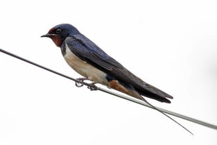 關(guān)于小燕詩句