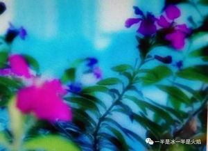 關(guān)于秋葉的詩(shī)句和散文