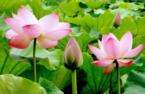 古詩(shī)詞,詩(shī)句,描寫,小學(xué)