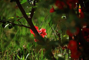 初春晚春的詩句古詩