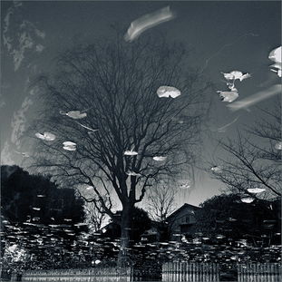 詩句,漂泊,形容,流浪