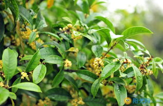 描寫桂花的詩(shī)句古詩(shī),贊美秋天桂花的詩(shī)句,描寫桂花香氣的詩(shī)句古詩(shī)