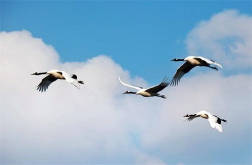 寫出描寫春色的一兩句古詩句