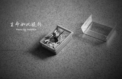 最頑強(qiáng)的生命的古詩句