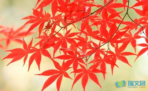 秋風(fēng)紅葉的詩(shī)句古詩(shī)