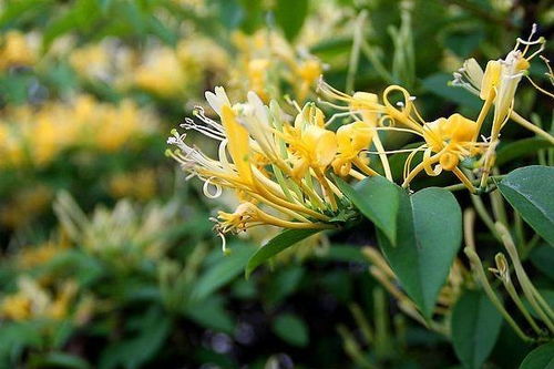 忍冬的詩(shī)句,贊美忍冬的詩(shī)句,描寫忍冬的詩(shī)句