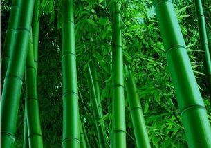 關(guān)于竹子的詩(shī)句詩(shī)句