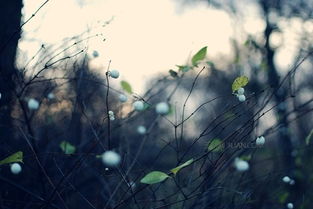 關(guān)于自立自強的古詩句