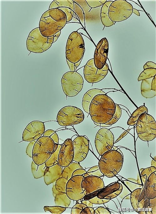 詩句,啟示,含有,人生