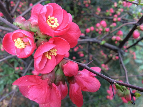 紅梅,古詩,詩句,描寫