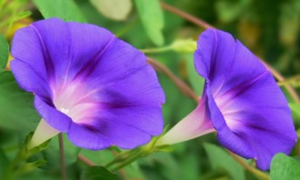 詩(shī)句,家里,葡萄樹